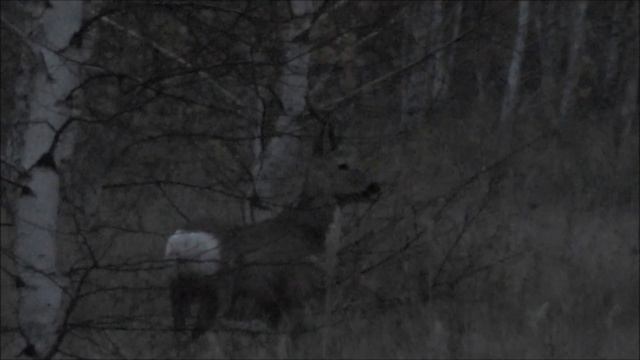 Охота за копытными. Jagd nach Huftieren. Hunting for ungulates. Chasse aux ongulés. смотреть онлайн