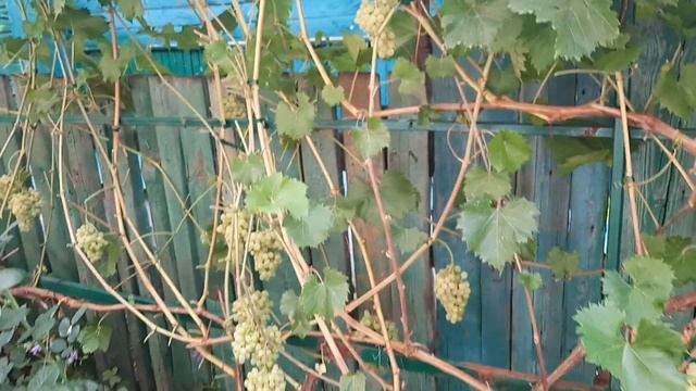 Сорт винограда 342 киш-миш венгерский. 7 августа 2021.