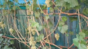 Сорт винограда 342 киш-миш венгерский. 7 августа 2021.