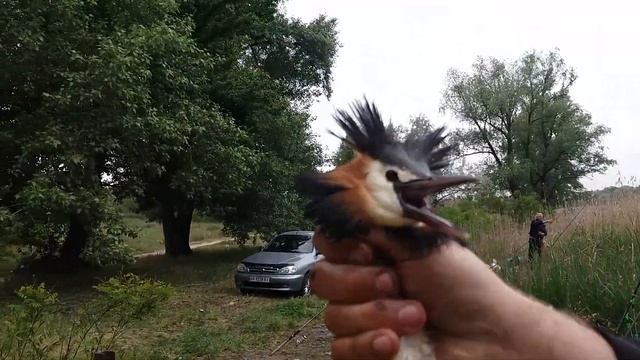 Ловля Утки на крючёк!!! смотреть онлайн