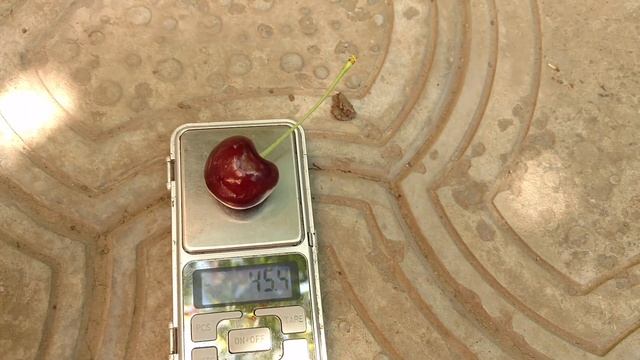 Черешня Карина. Отзыв и видео от питомника Макси Сад. смотреть онлайн