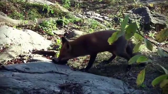 животные хорошо питаются смотреть онлайн