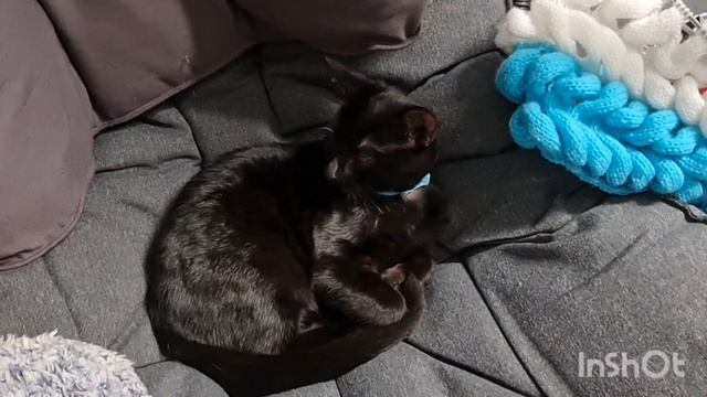 Игра "Трио-три на три" смотреть онлайн