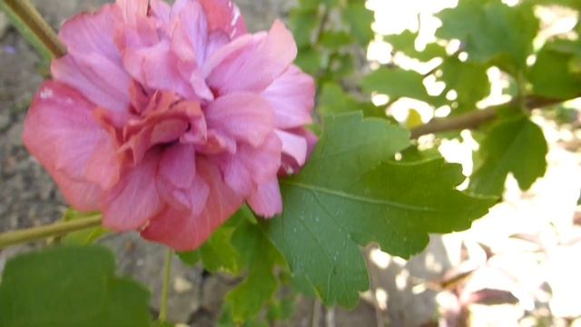 Гибискус сирийский махровый. смотреть онлайн