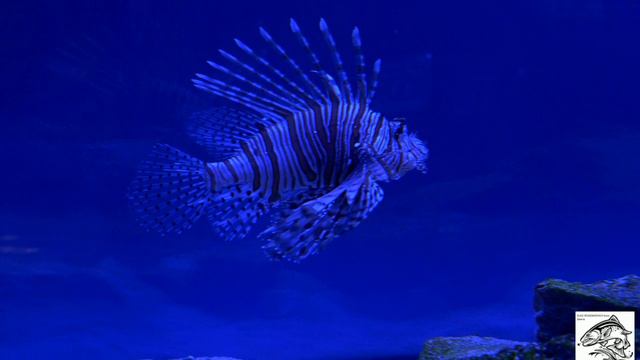 ПОДВОДНЫЙ МИР смотреть онлайн