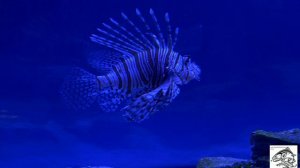 ПОДВОДНЫЙ МИР