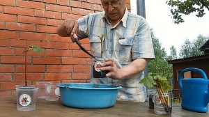 Виноград Ведьмины пальцы. Размножение.