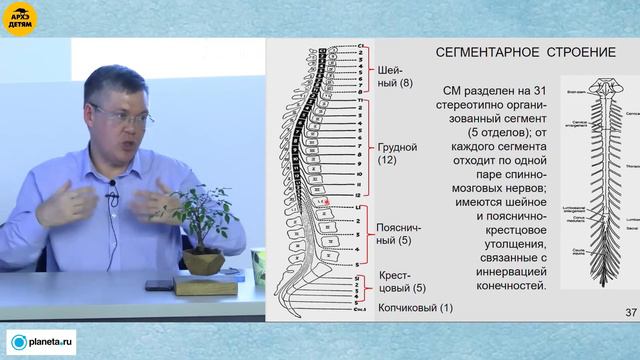 Вячеслав Дубынин: "Спинной мозг" (Лекция 16) смотреть онлайн