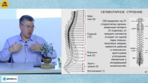 Вячеслав Дубынин: "Спинной мозг" (Лекция 16)