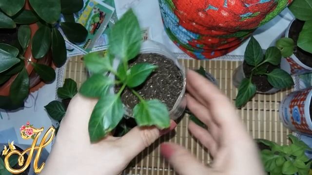 Цитовит ! ОСТОРОЖНО ПОДДЕЛКА!!! смотреть онлайн