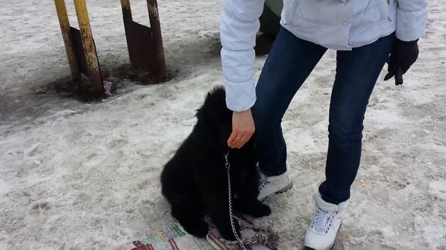 Дрессировка собак -ньюфаундленд Чарли 3 мес смотреть онлайн