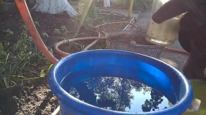 Фосфорное голодание  растений Маточный раствор  двойного суперфосфатаPhosphorus starvation in plant