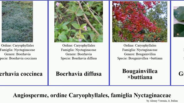 Angiosperme, ordine Caryophyllales, famiglia Nyctaginaceae pisonia abronia alba intermedia alpina смотреть онлайн