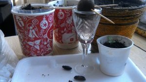 Каштан съедобный, благородный.  Выращивание из ореха плода