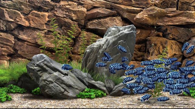 Dream Aquarium - Demasoni (4K)