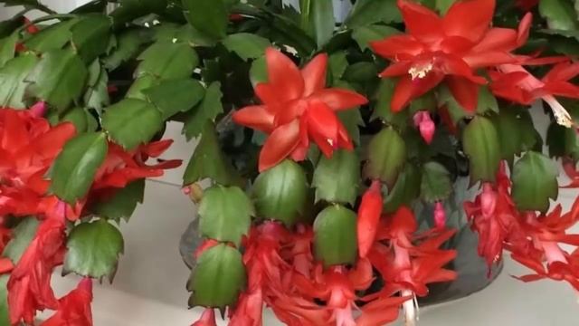 Декабрист (Шлюмбергера) секреты пышного цветения. Почему декабрист не цветет. смотреть онлайн