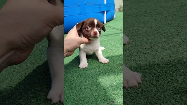 Мальчик чихуахуа стандарт. документы РКФ смотреть онлайн