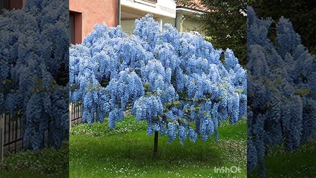 красивые кустарники для дачи смотреть онлайн