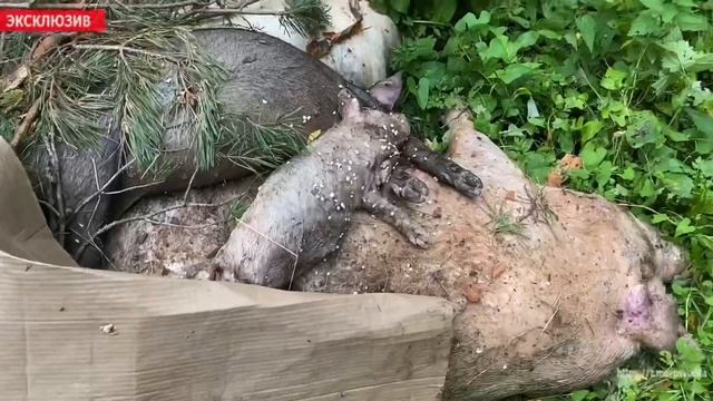 Свиномогильник в Псковском районе смотреть онлайн