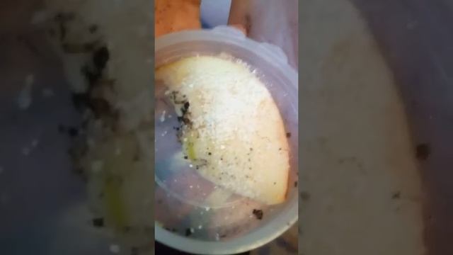 Обустраиваем дом для улитки Ахатины/КУПАЭМ ??? смотреть онлайн