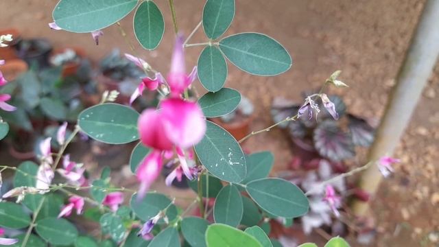 All About Lespedeza Bicolor |shrubby  Bush Clover | In Malayalam
