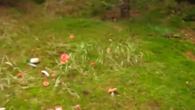 Hřib smrkový - Boletus edulis смотреть онлайн