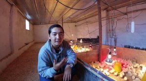 Выращивание бройлеров / Содержание бройлеров! (Бройлеры как бизнес, кормление, поение)