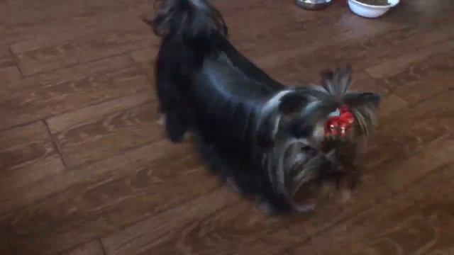 Йоркширский терьер брюлик смотреть онлайн