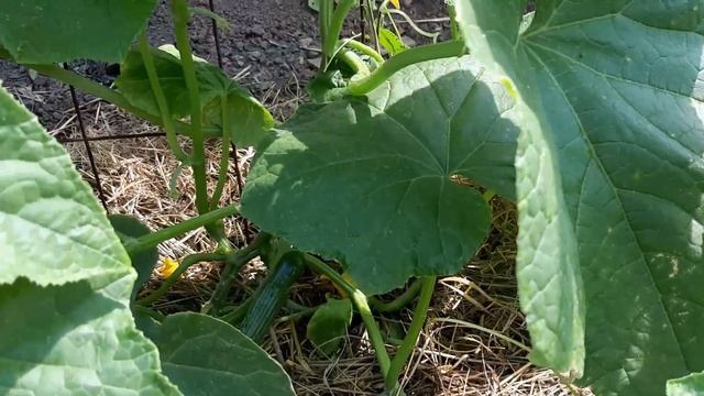 Дала огурцам в июле это питание Потеряла урожай. От этого удобрения плодоносить огурцы не будут. смотреть онлайн