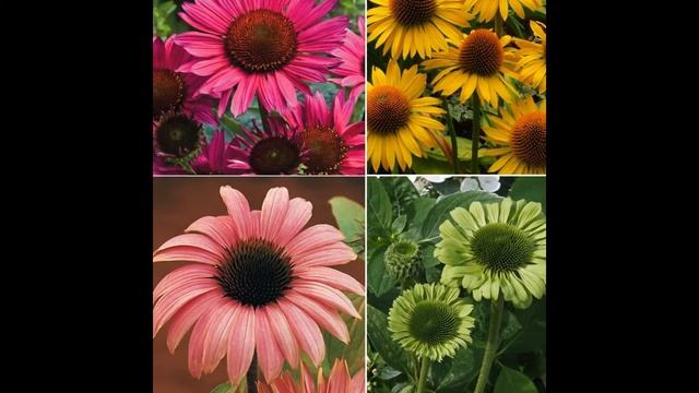 ЭХИНАЦЕЯ (ECHINACEA) сем. Сложноцветные смотреть онлайн