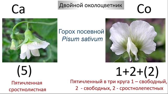Лекция Формула Цветка смотреть онлайн