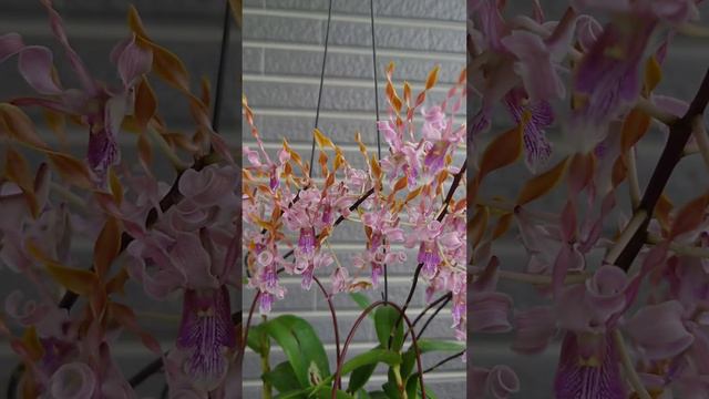 Den. helix x Doctor Uthai黃角交種羚羊石斛 смотреть онлайн