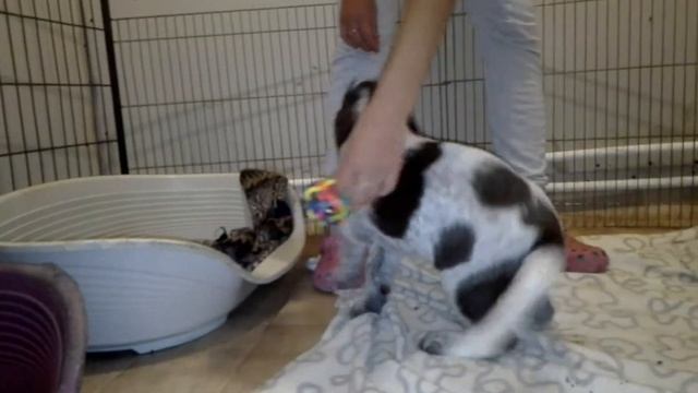 Spinone Italiano puppy Venidium смотреть онлайн