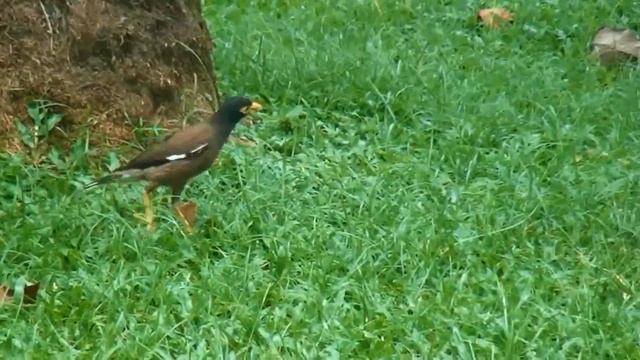 Обыкновенная майна или саранчовый скворец. Common myna смотреть онлайн