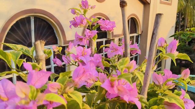 Purple..Bougainville...Golden Jackpot смотреть онлайн