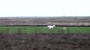 Охота с борзыми. Грейхаунд. Работа в одиночку. Аппортировка.