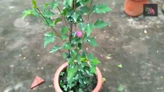 Total care of Nil Joba || Blue hibiscus смотреть онлайн