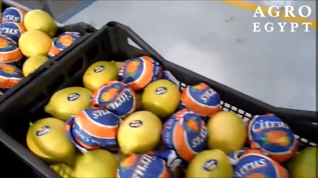 Lemon Adalia - AfroEgypt - December 2016 смотреть онлайн