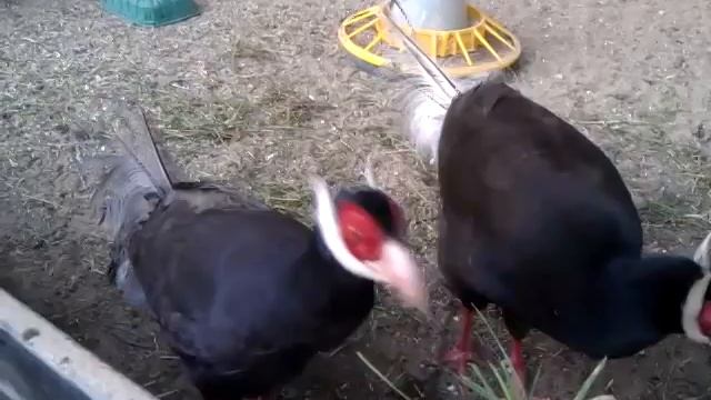 Ушастые фазаны смотреть онлайн