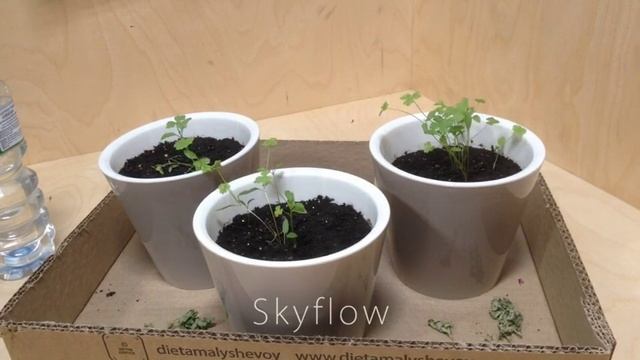 Как растёт петрушка в домашних условиях смотреть онлайн