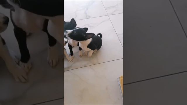 а вы знали? #дина #дина #собака #щенок #животные #мопс #мопсик #dog #любовь #mops #басенджи смотреть онлайн
