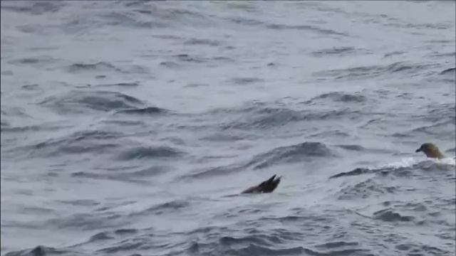 Большой поморник - Stercorarius skua.mp4 смотреть онлайн