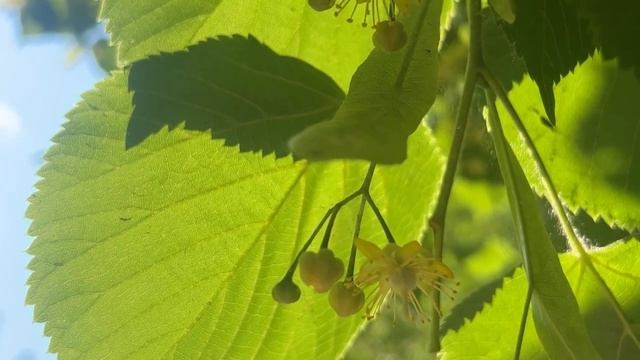 РАССЛАБЛЕНИЕ И ВОССТАНОВЛЕНИЕ СИЛ ЗА 10 МИНУТ | МЕДИТАЦИЯ ЛЕС смотреть онлайн