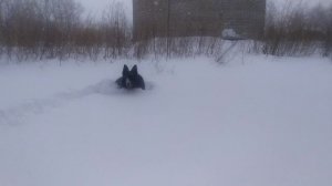 ВЕО  восточно европейская овчарка черная 2023-01-28 15-12-47