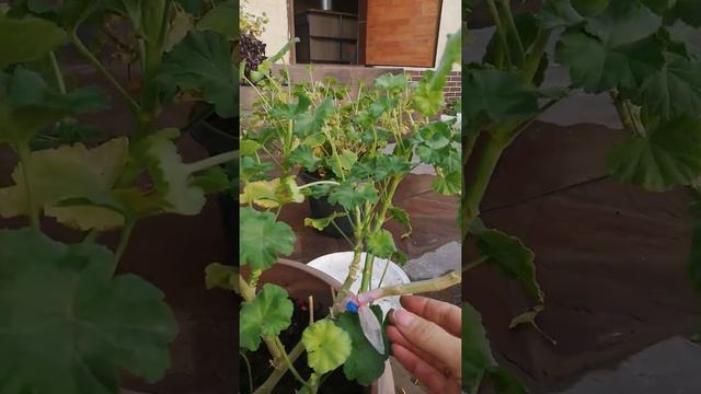 Қысқы демалыстағы гераньдарды бiр қарап қоямыз🤗😊 смотреть онлайн