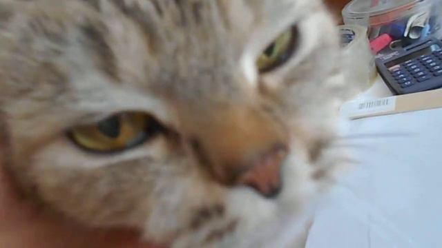 Не усы главное, а глаза!) Кошка Ромашка. смотреть онлайн