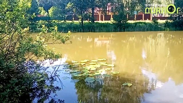 Кувшинки Малаховского озера (Видеоблог Евгения Степанова) смотреть онлайн