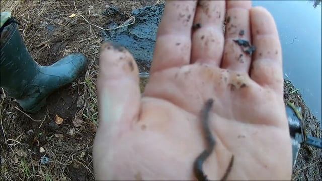 как наловить МИНОГУ для насадки . смотреть онлайн