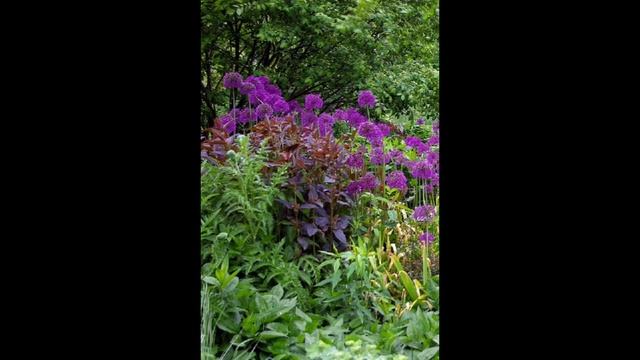 Лиловые шары декоративного лука смотреть онлайн