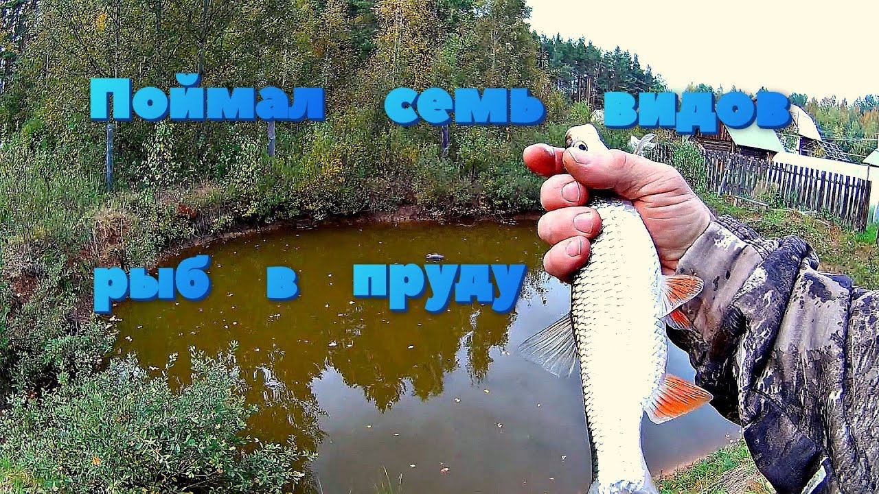 ✔️Рыбалка на пруду Поймал семь видов рыб смотреть онлайн